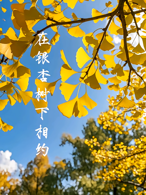 在银杏树下相约