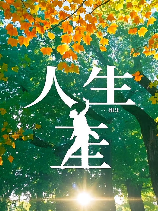 梧桐树的人生